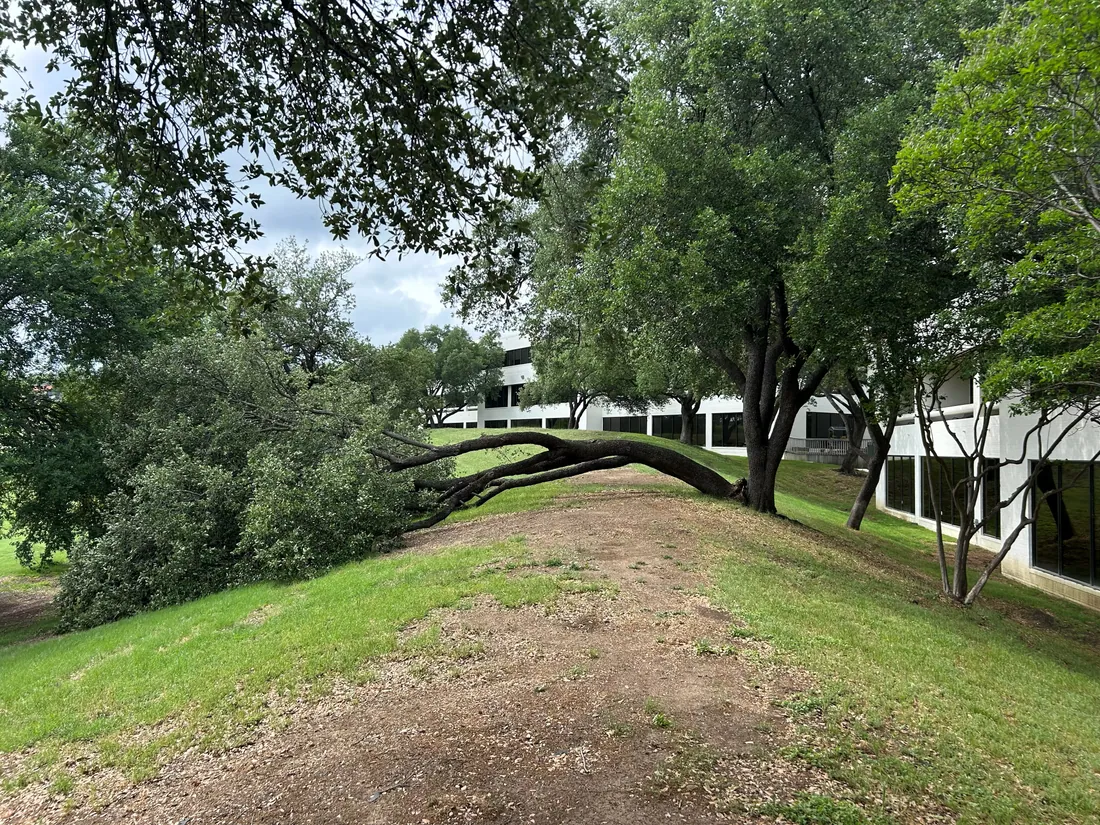 Large tree limb down on a landscaped slope after a storm